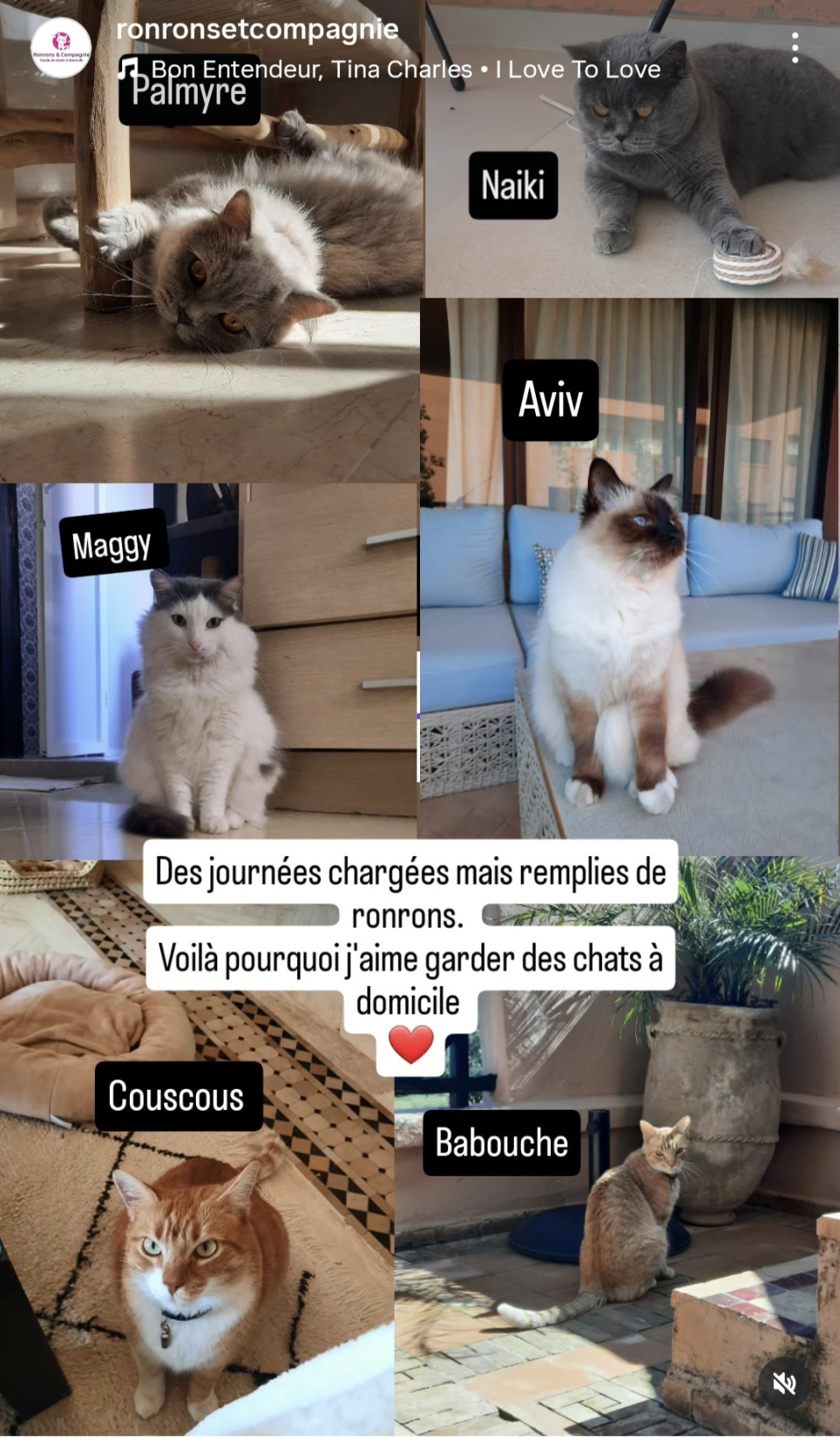 garde chat marrakech